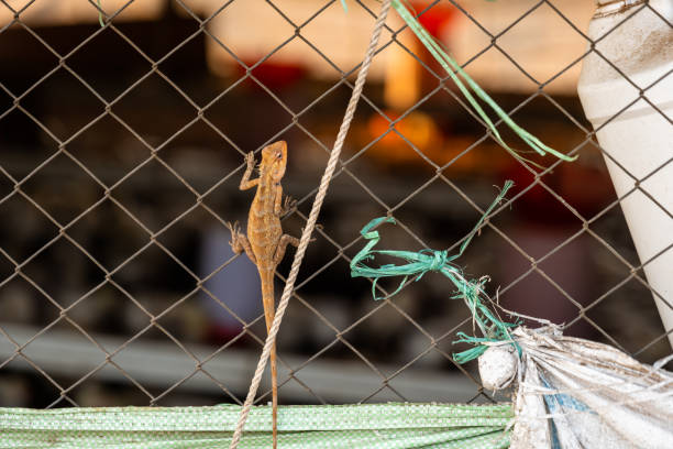 Lizards Nets